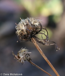 Inula salicina – oman vrbolistý