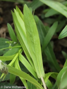 Inula salicina – oman vrbolistý