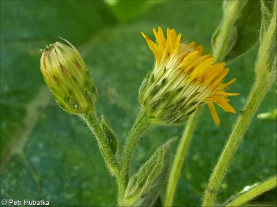 Inula ×suaveolens – oman hnidák × o. oko Kristovo