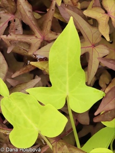 Ipomoea batatas