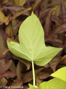 Ipomoea batatas