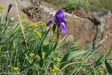 Iris aphylla – kosatec bezlistý
