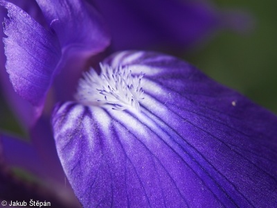 Iris aphylla subsp. aphylla – kosatec bezlistý pravý