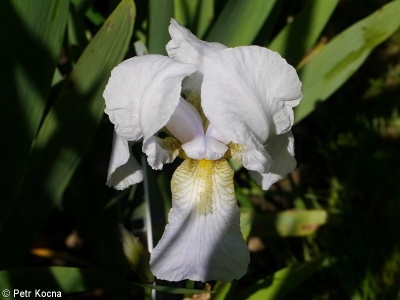 Iris florentina – kosatec florentský