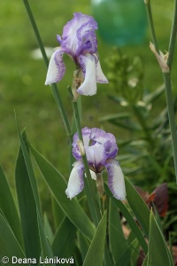 Iris ×germanica – kosatec německý