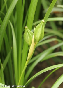 Iris graminea – kosatec trávovitý