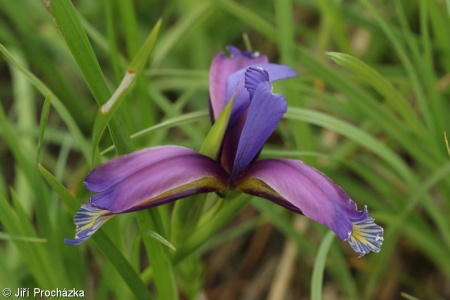 Iris graminea – kosatec trávovitý