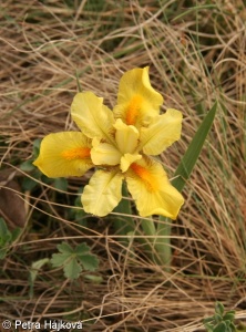 Iris arenaria – kosatec písečný
