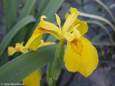 Iris pseudacorus – kosatec žlutý