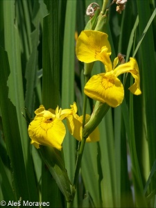 Iris pseudacorus – kosatec žlutý