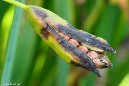 Iris pseudacorus &ndash; kosatec žlutý