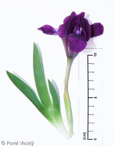 Iris pumila – kosatec nízký