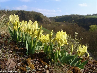 Iris pumila subsp. pumila – kosatec nízký pravý