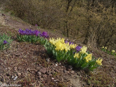 Iris pumila subsp. pumila – kosatec nízký pravý