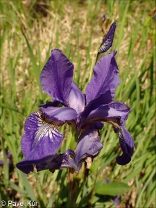 Iris sanguinea – kosatec krvavý