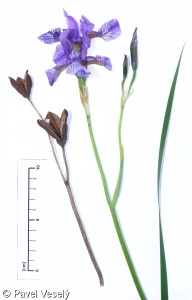 Iris sibirica – kosatec sibiřský