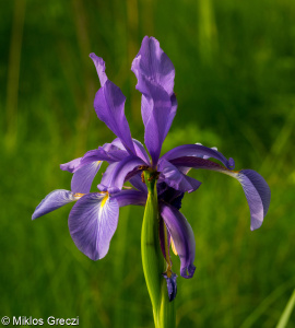 Iris spuria subsp. spuria &ndash; kosatec žlutofialový pravý