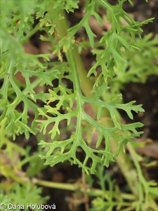 Ismelia carinata