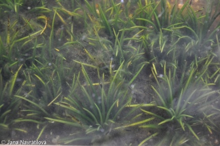 Isoëtes lacustris – šídlatka jezerní