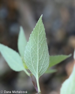Iva xanthiifolia – pouva řepňolistá
