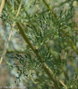 Jacobaea borysthenica