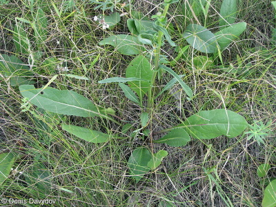 Jacobaea racemosa subsp. kirghisica