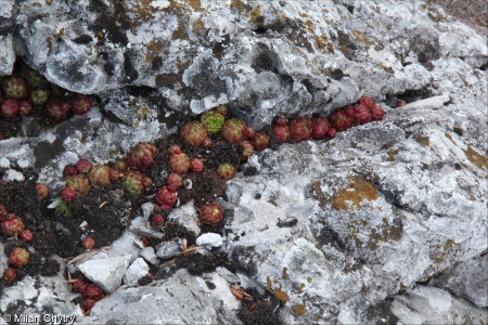 Jovibarba globifera &ndash; netřesk výběžkatý, netřeskovec výběžkatý