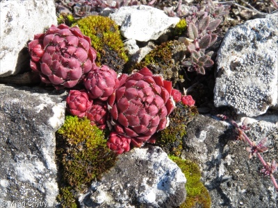 Jovibarba globifera &ndash; netřesk výběžkatý, netřeskovec výběžkatý