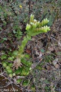 Jovibarba globifera subsp. globifera – netřesk výběžkatý pravý, netřeskovec výběžkatý pravý