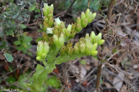 Jovibarba globifera subsp. globifera