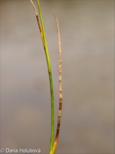 Juncus articulatus – sítina článkovaná