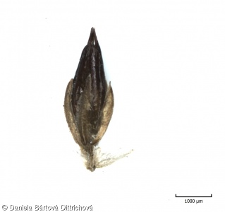 Juncus articulatus subsp. articulatus