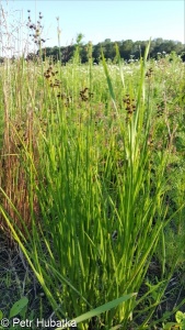 Juncus atratus