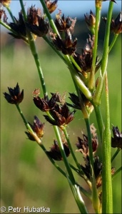 Juncus atratus