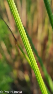 Juncus atratus