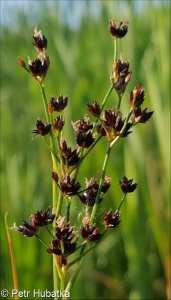 Juncus atratus – sítina tmavá, sítina černavá