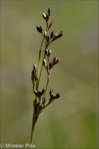 Juncus gerardi subsp. gerardi