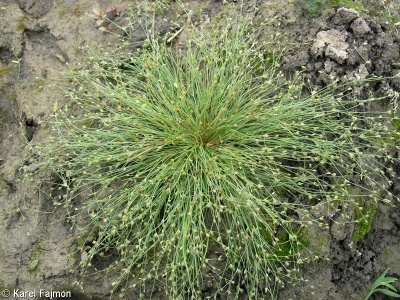 Juncus sphaerocarpus – sítina kulatoplodá