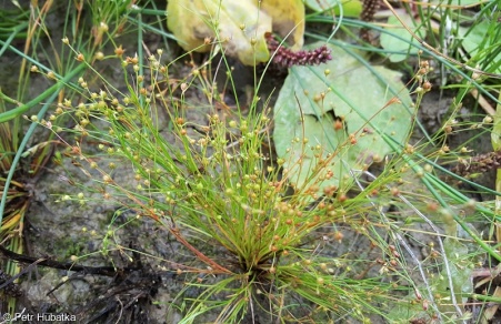 Juncus sphaerocarpus – sítina kulatoplodá