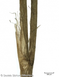 Oreojuncus trifidus – sítina trojklaná