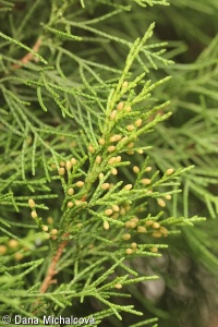 Juniperus chinensis – jalovec čínský
