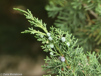 Juniperus chinensis – jalovec čínský