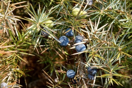 Juniperus communis – jalovec obecný