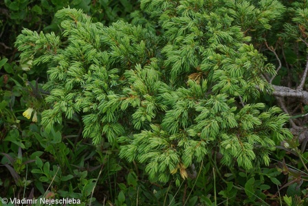Juniperus communis var. saxatilis – jalovec obecný nízký