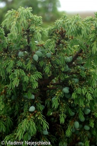 Juniperus communis – jalovec obecný