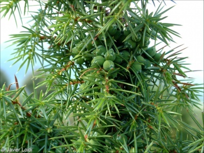 Juniperus communis