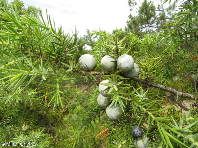 Juniperus oxycedrus aggr.