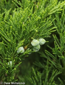 Juniperus sabina – jalovec chvojka