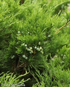 Juniperus sabina – jalovec chvojka