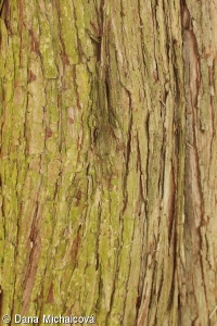 Juniperus virginiana – jalovec virginský